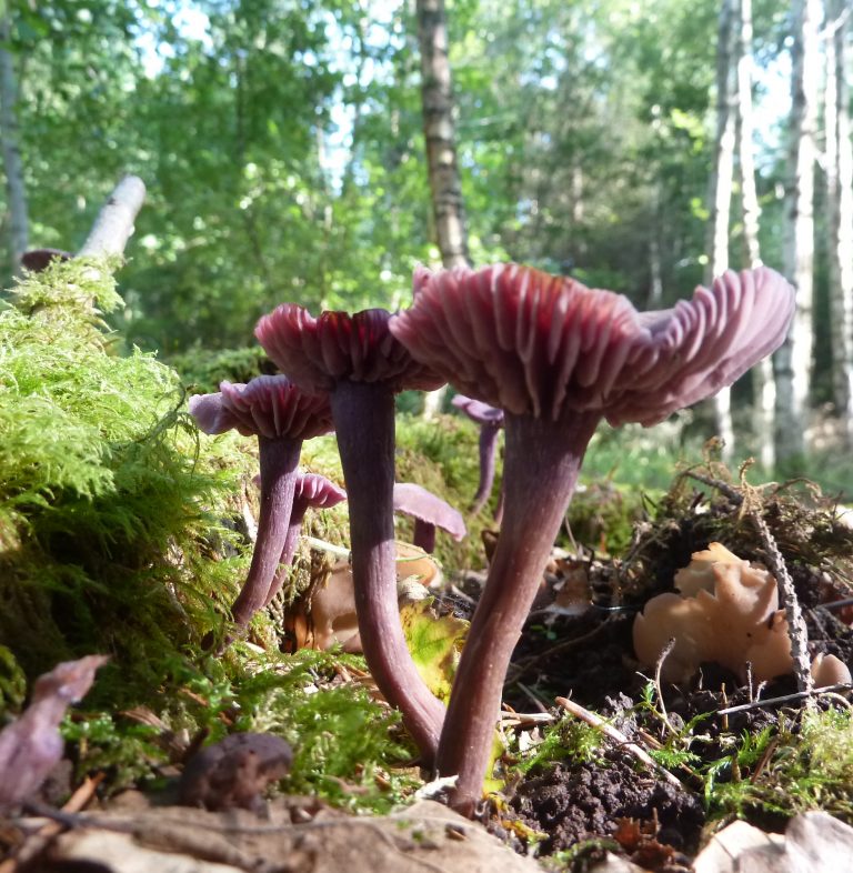 Mushrooms in a sustainably managed forest.