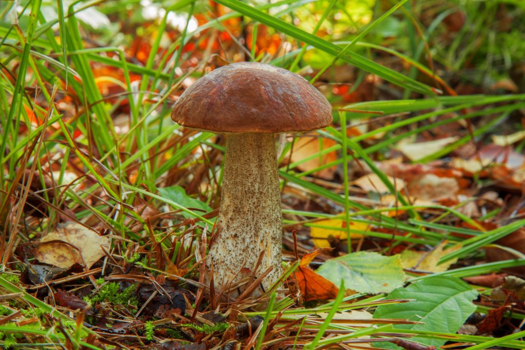 Mushroom - Brown cap boletus in autumn