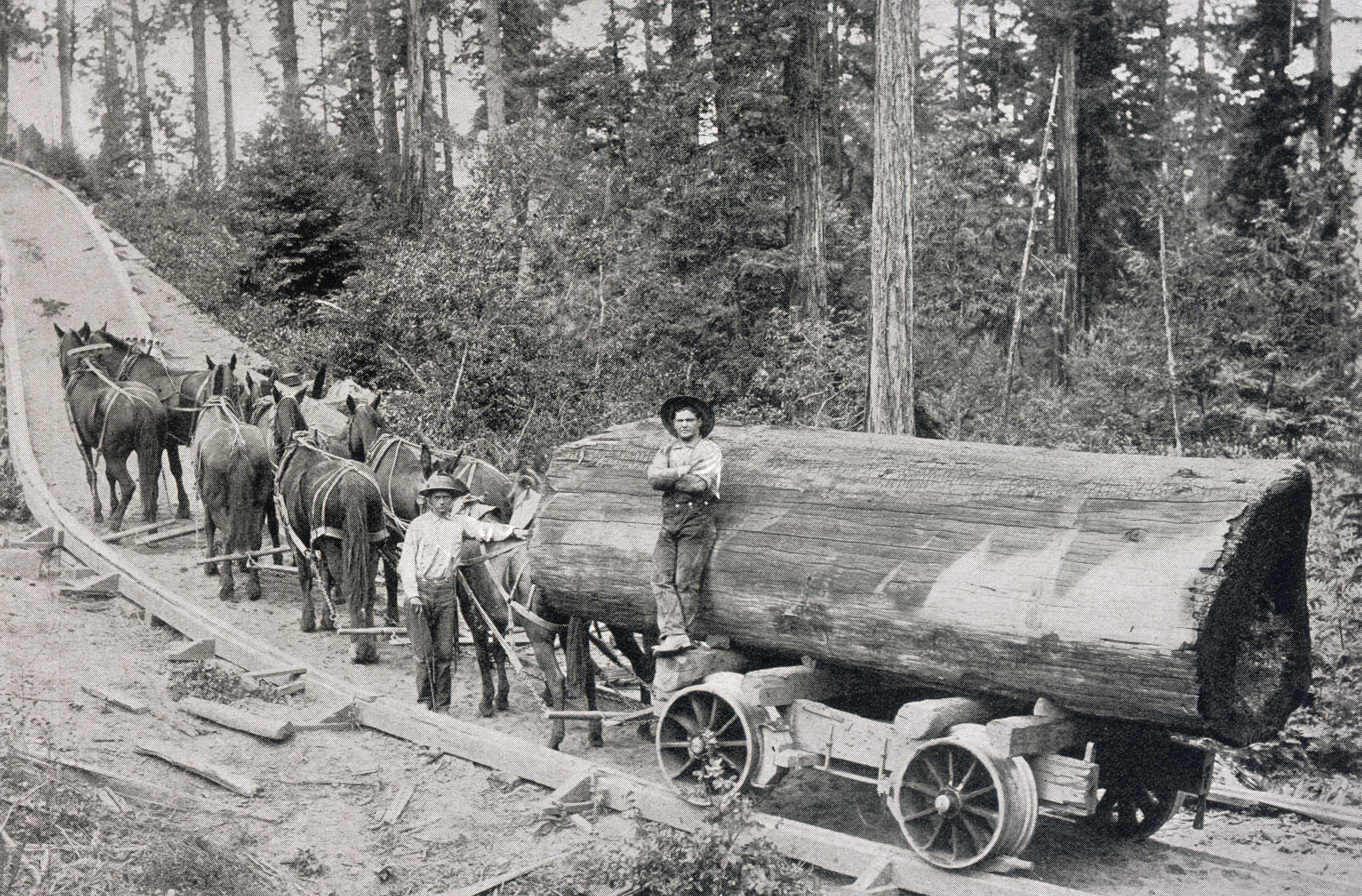 Two men using a cart to transport a log