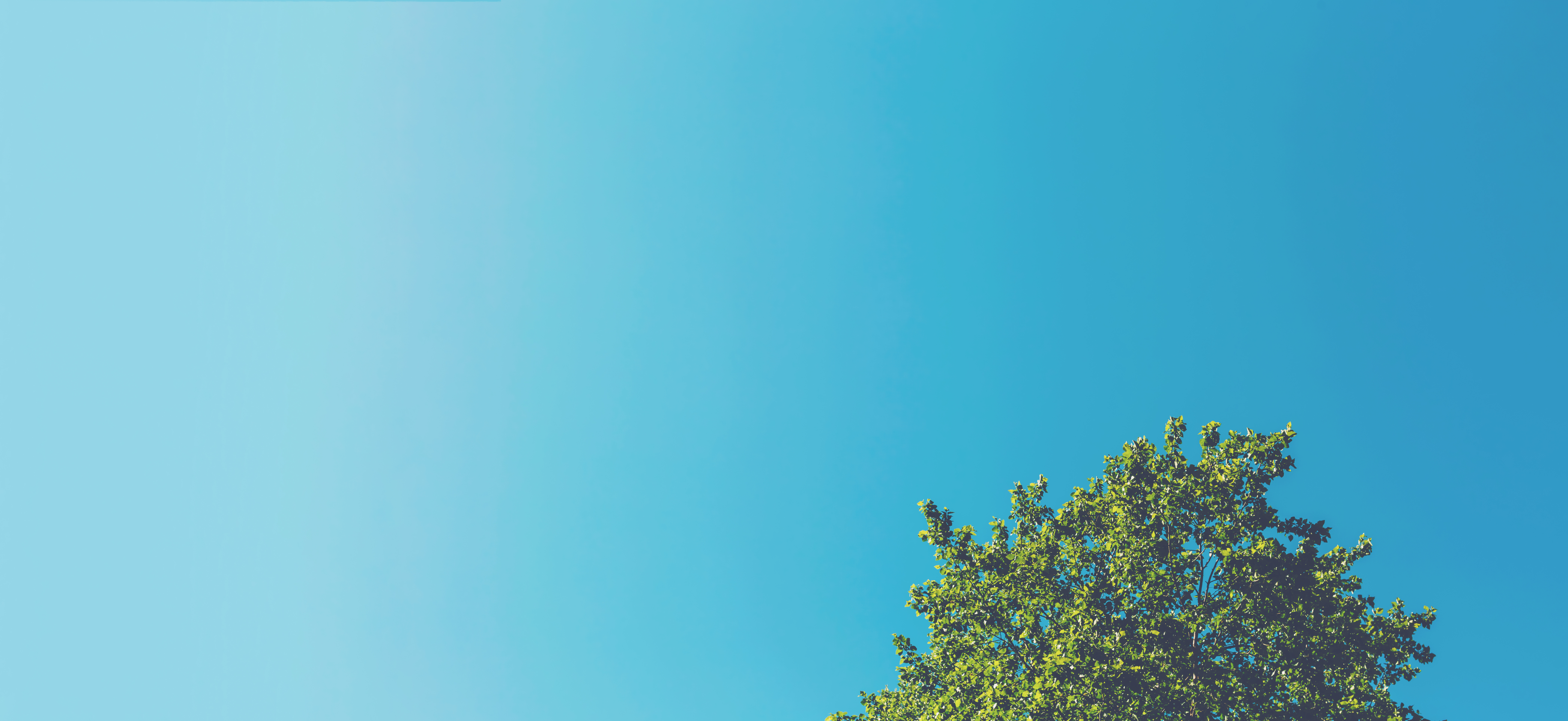 Minimalist tree top with light blue sky background