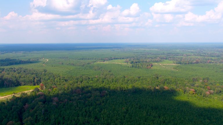Working Forests in the US South