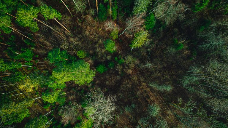 Green pine forest form above, Latvian woods captured with drone camera.