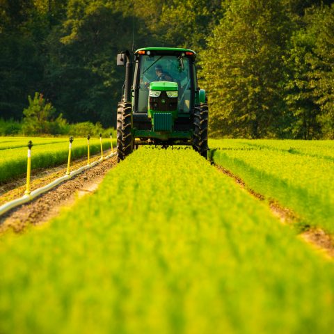 Weyerhaeuser tree nursery in the US South