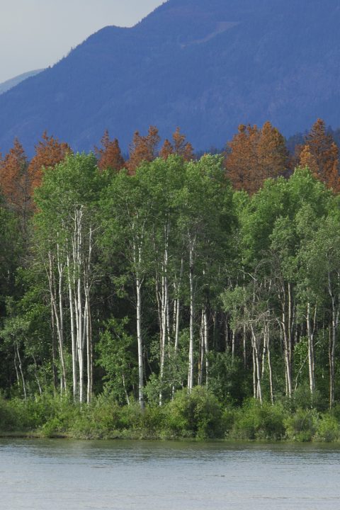 British Columbia, near Barriere, North Thompson River, aspen trees, dead pine trees behind infected with pine bark beetle (aka mountain pine beetle)