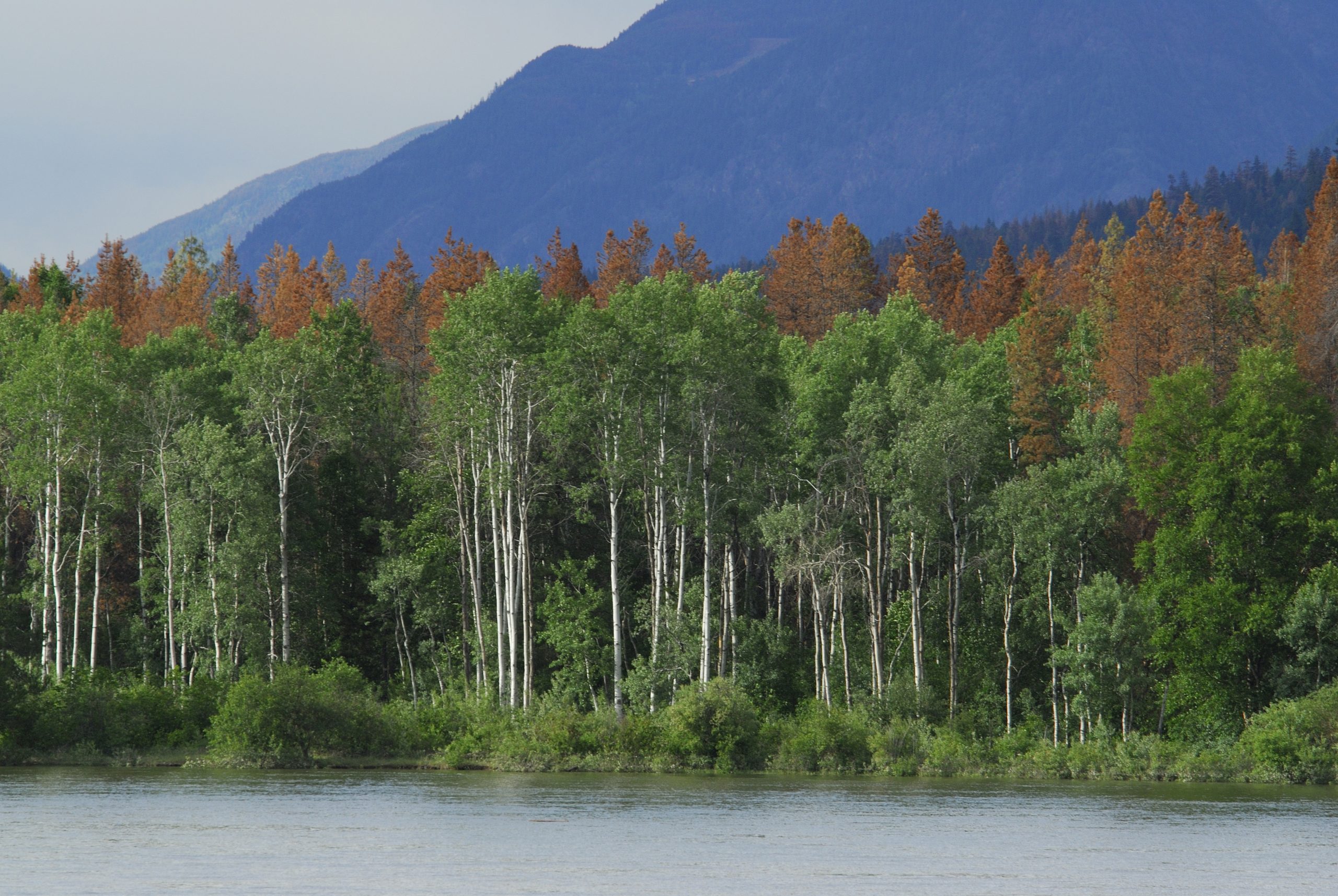 British Columbia, near Barriere, North Thompson River, aspen trees, dead pine trees behind infected with pine bark beetle (aka mountain pine beetle)