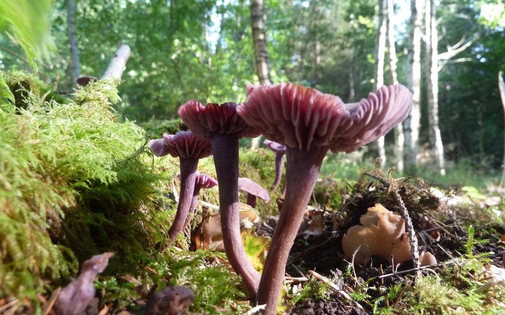 Mushrooms in a sustainably managed forest.