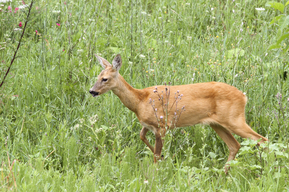 Roe deer walking in grass field