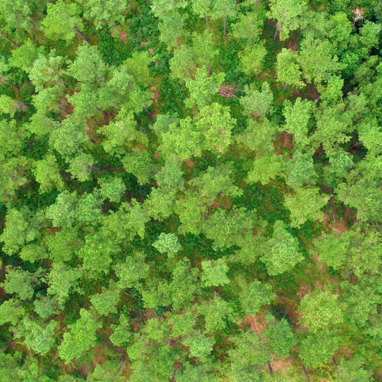 Working forests US South September 2019