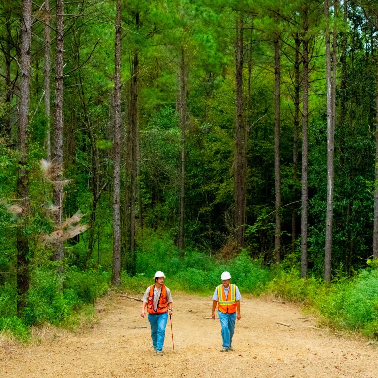 Foresters in working forest, Mississippi