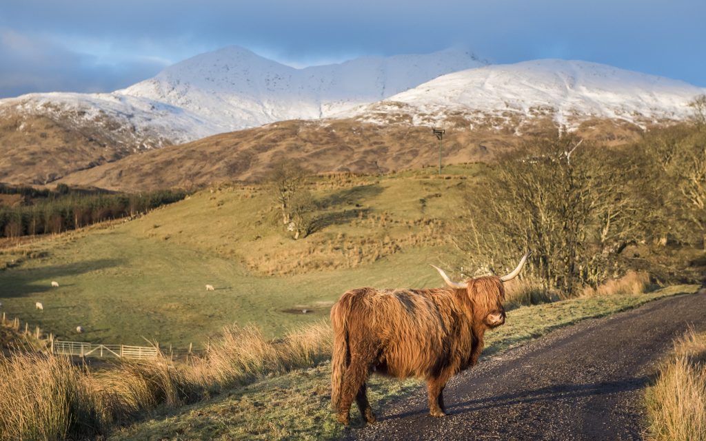 The Highlands around Ben Cruachan are rich with wildlife. Educational information on area’s flora and fauna can be explored at the Cruachan Power Station visitor centre.
