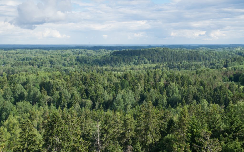 View from Suur Munamagi over forest landscape in South Estonia.