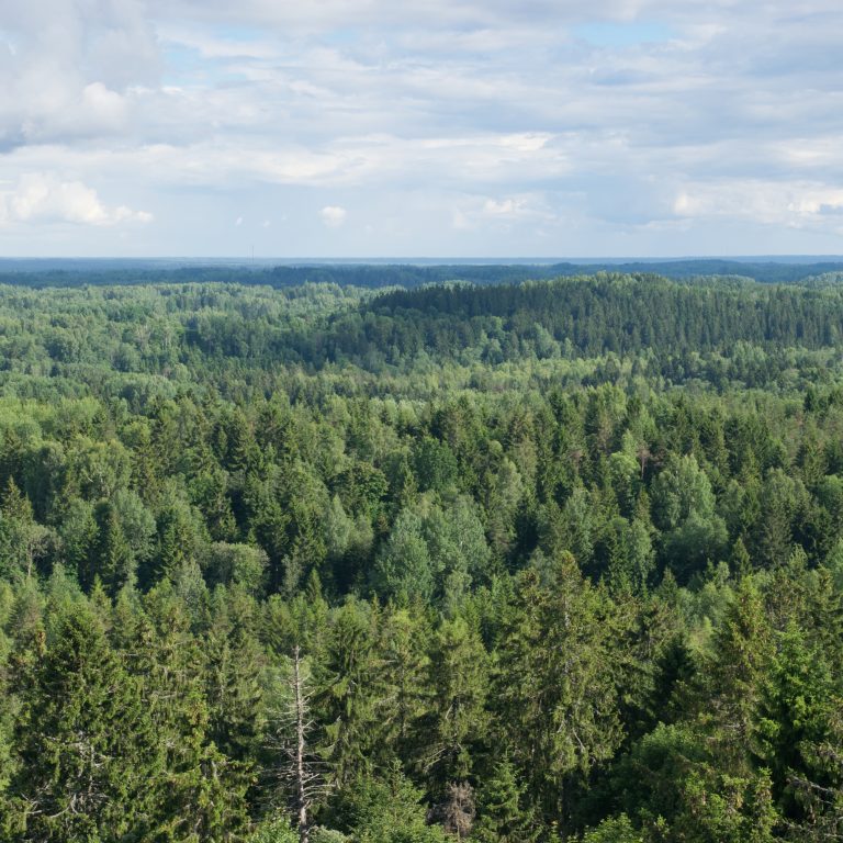 View from Suur Munamagi over forest landscape in South Estonia.
