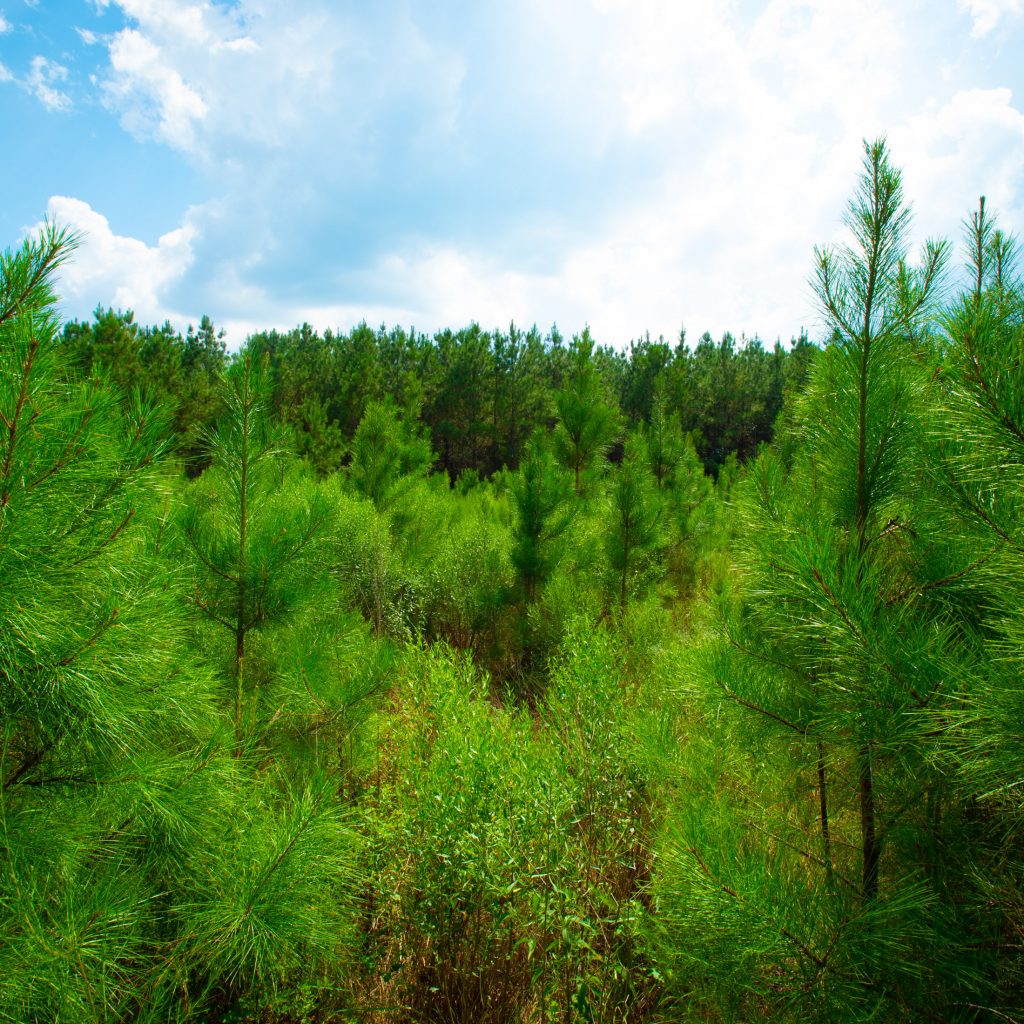 LaSalle Forest