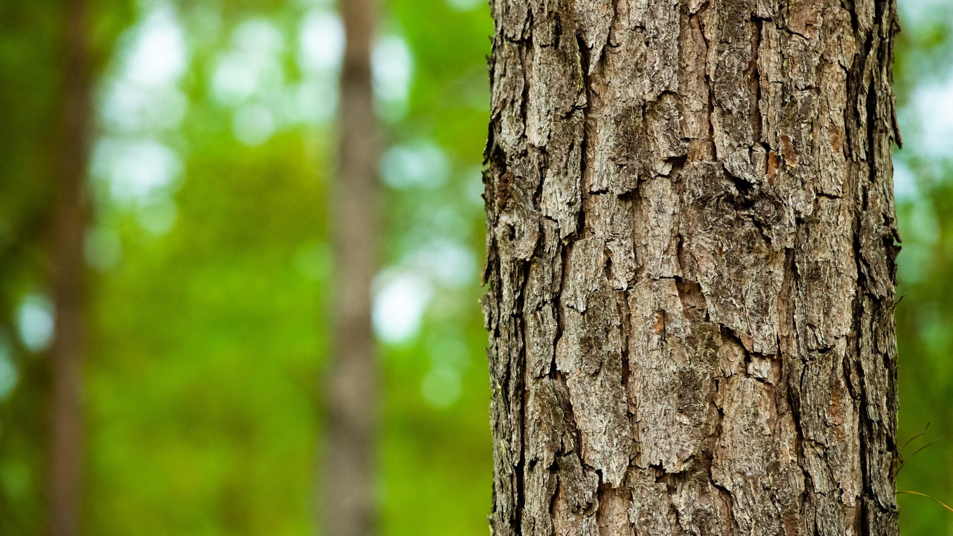 Pine trees in Mississippi working forest