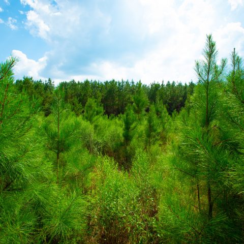 Forest in LaSalle catchment area