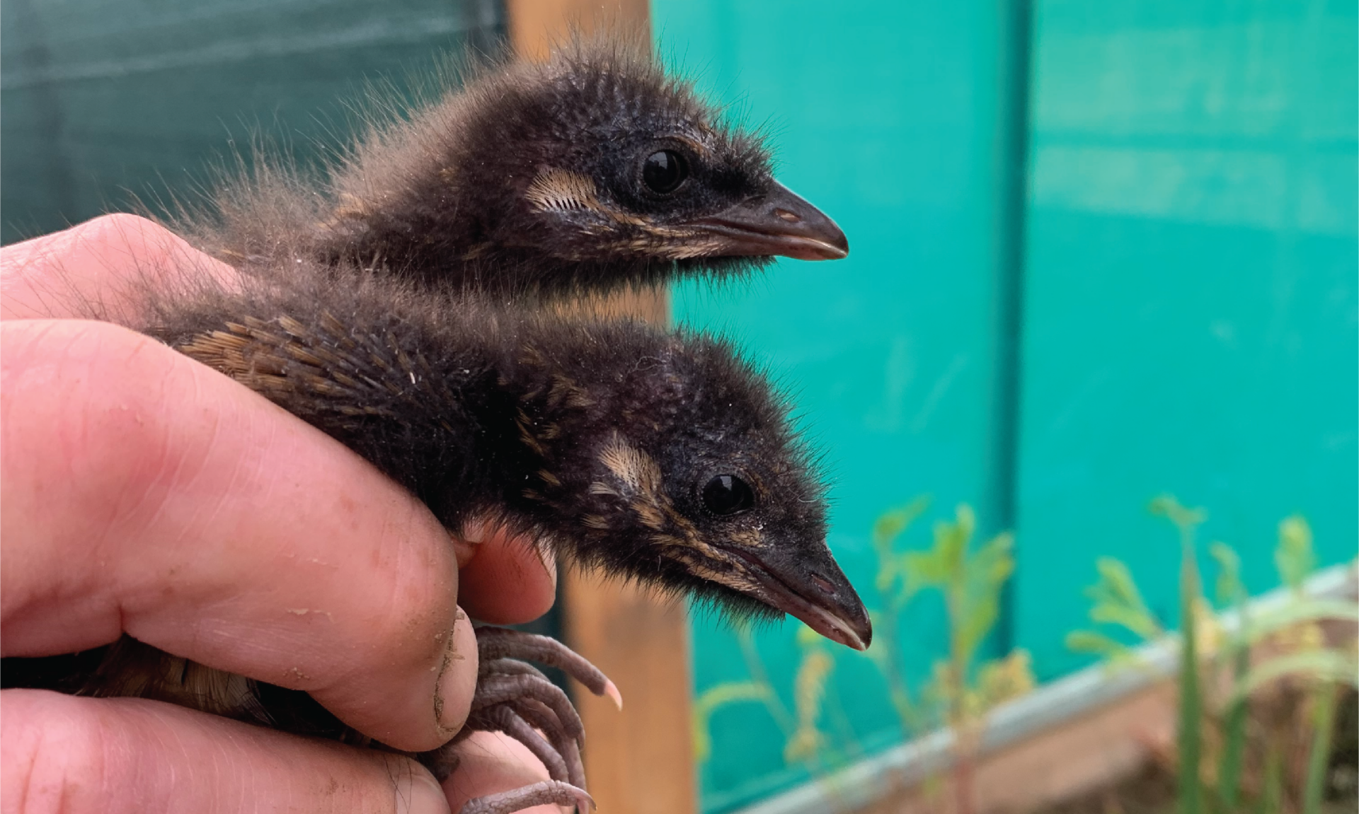 Redoubled Crake expectations: Efforts redoubled to re-introduce endangered bird ...