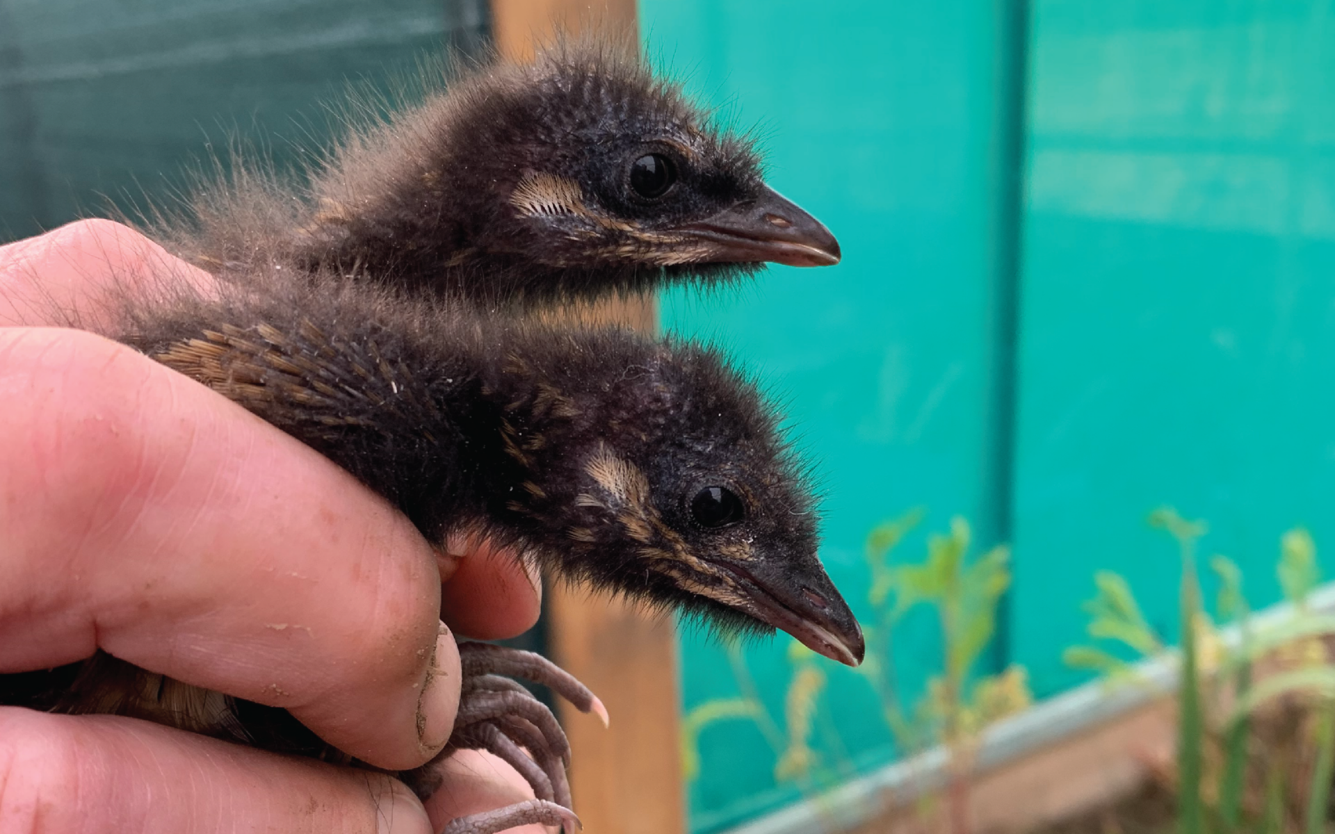 Redoubled Crake expectations: Efforts redoubled to re-introduce endangered bird ...