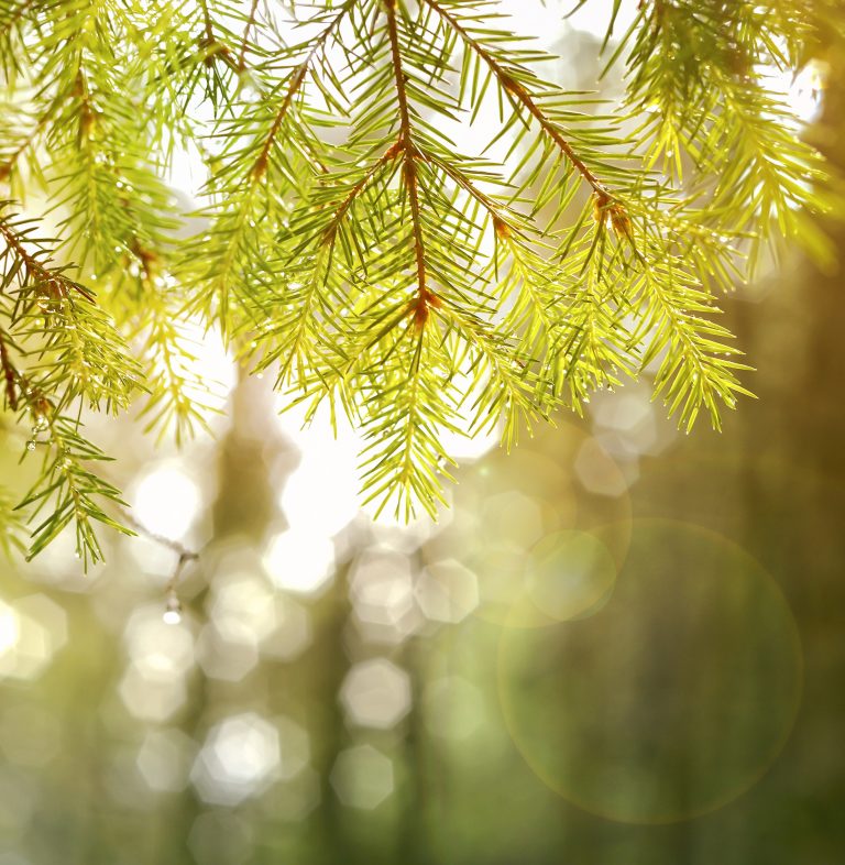 Background. Fir tree branch with dew drops on a blurred background of sunlight
