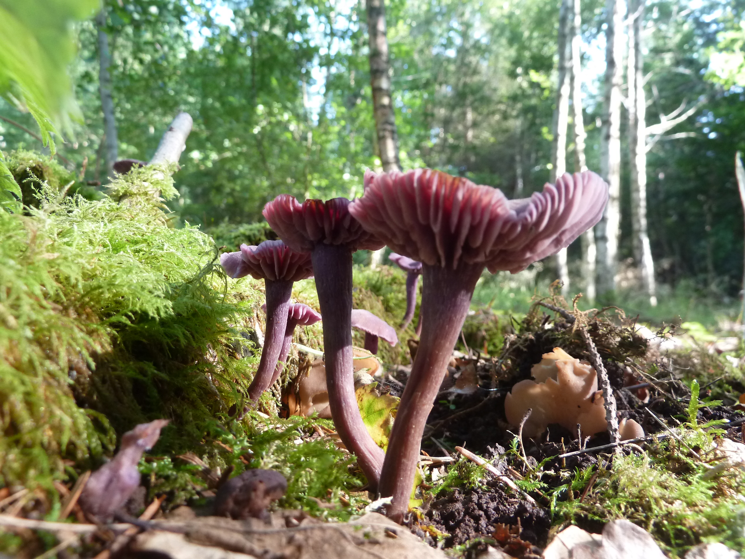 Mushrooms in a sustainably managed forest.