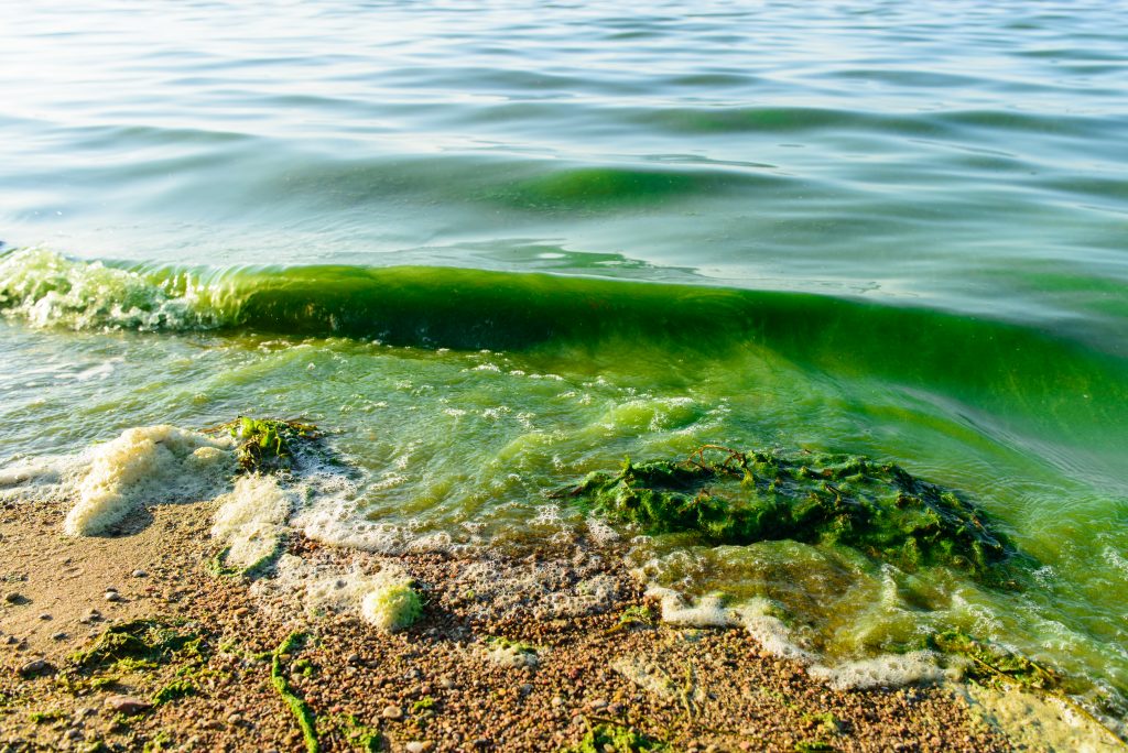 algal blooms, green surf beach on the lake