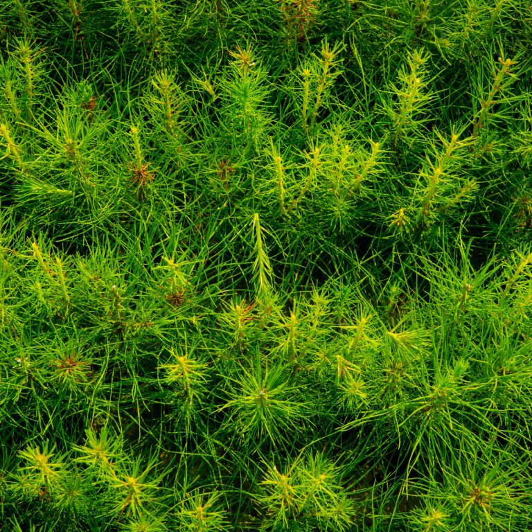 Pine saplings in Weyerhaeuser tree nursery, Hazlehurst, Mississippi
