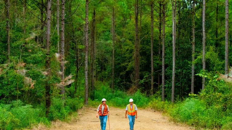 Foresters in working forest, Mississippi