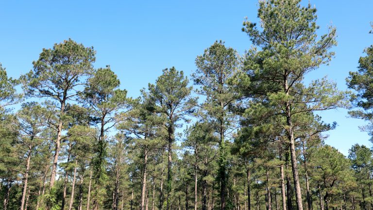 Working forest in southern Arkansas within the Morehouse catchment area