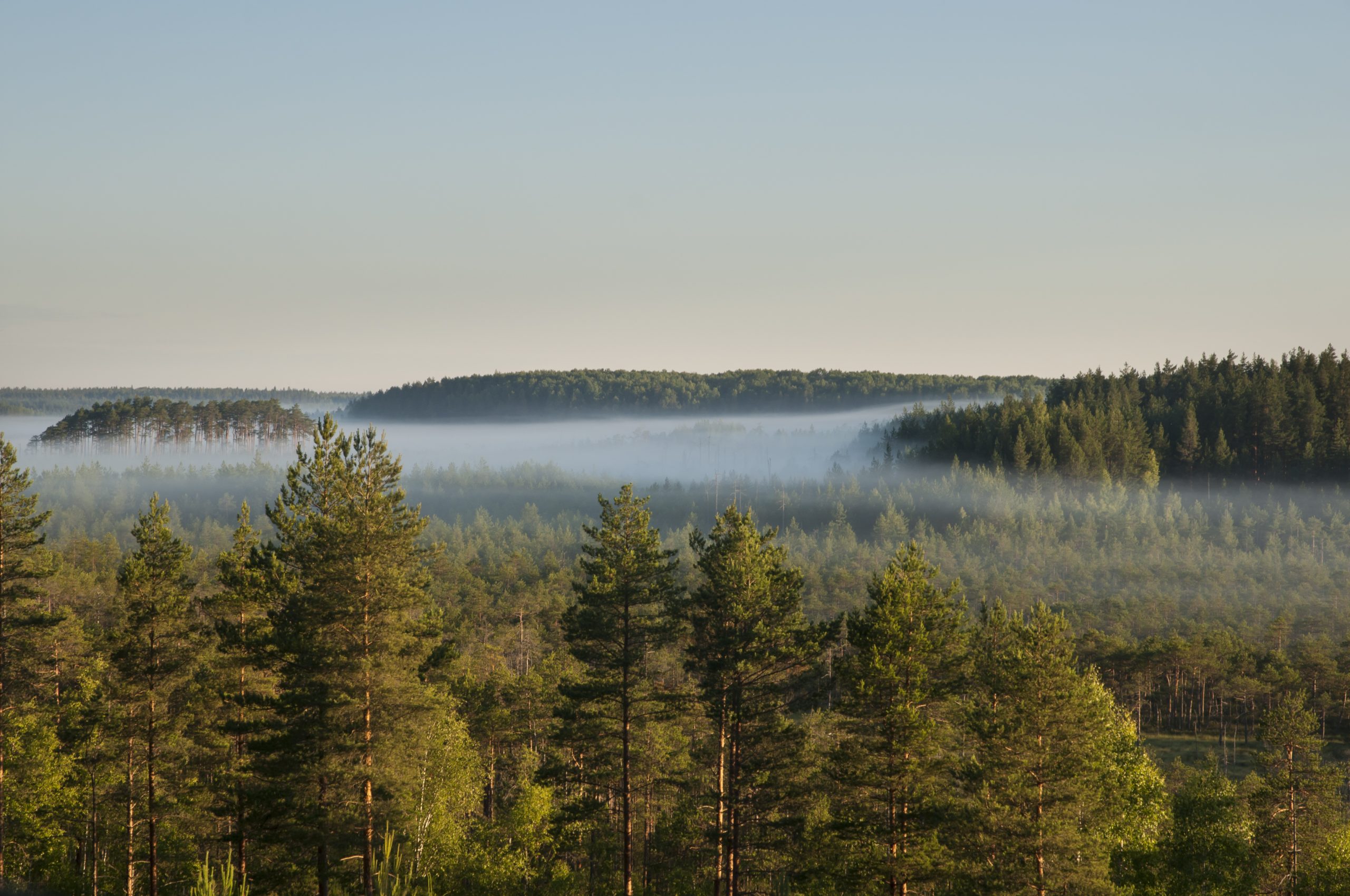 Sunrise and fog over forest landscape in Estonia