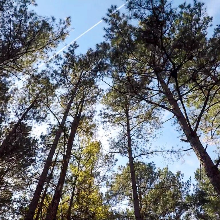 Photos: Roanoke Rapids area near the North Carolina, Virginia border, courtesy of Enviva.