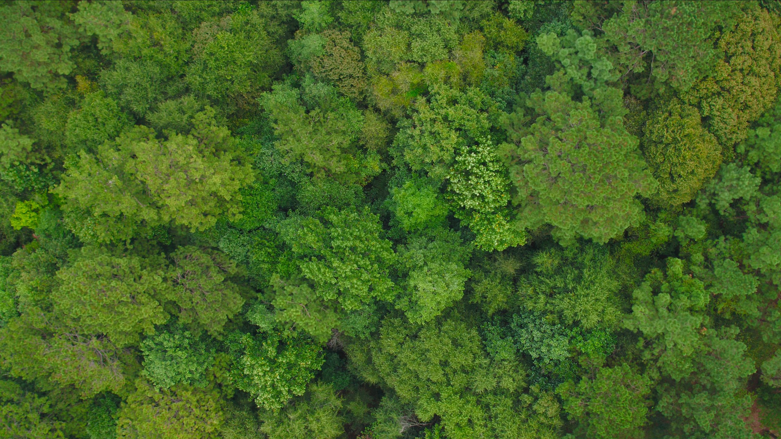 Working forests in the US South