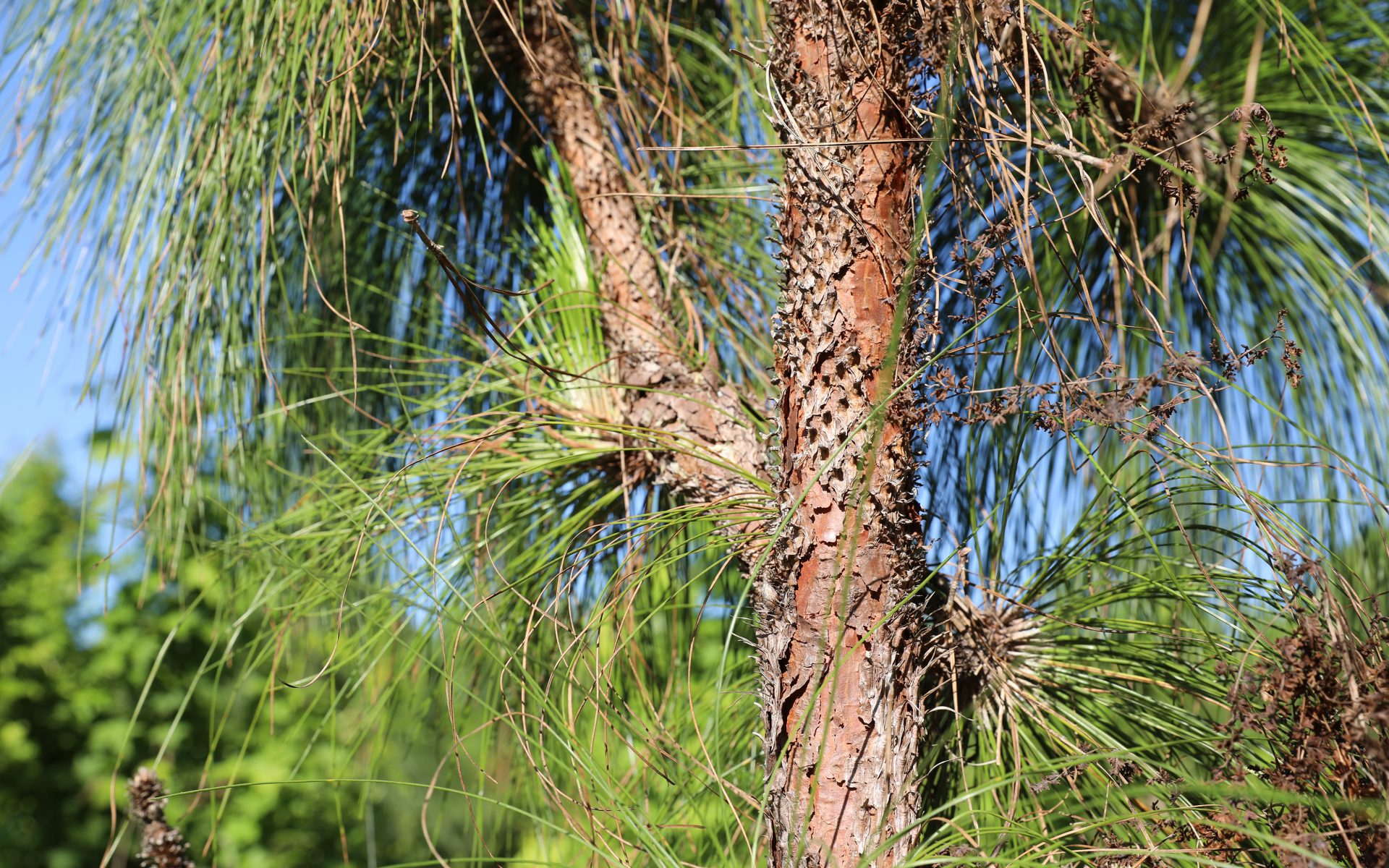 Longleaf Pine: how wood product markets help to conserve a protected