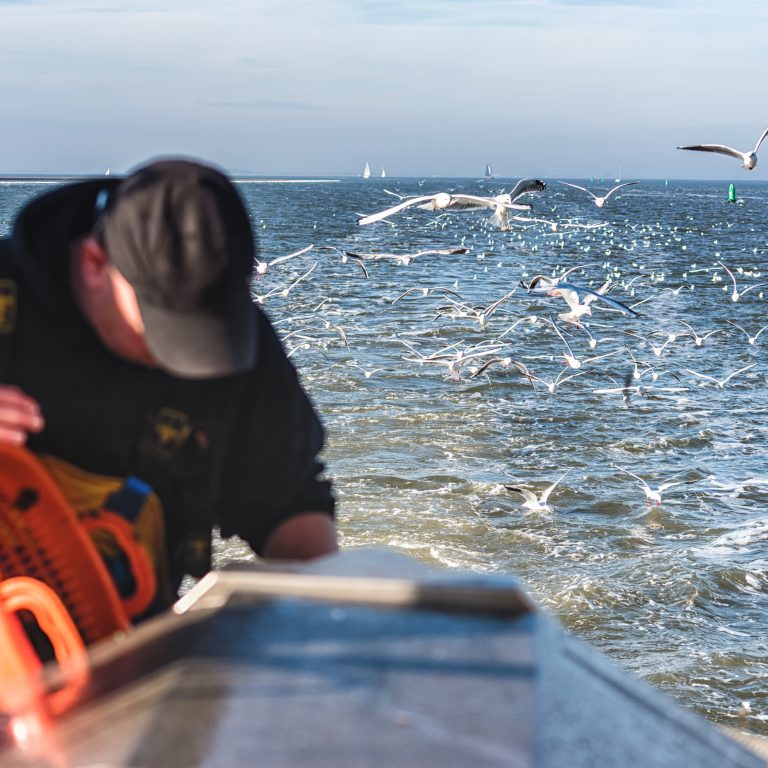 Fisherman boiling shrimps on board of shrimp boat fishing for shrimps on the North Sea