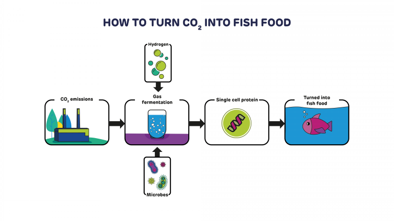 How to turn CO2 into fish food