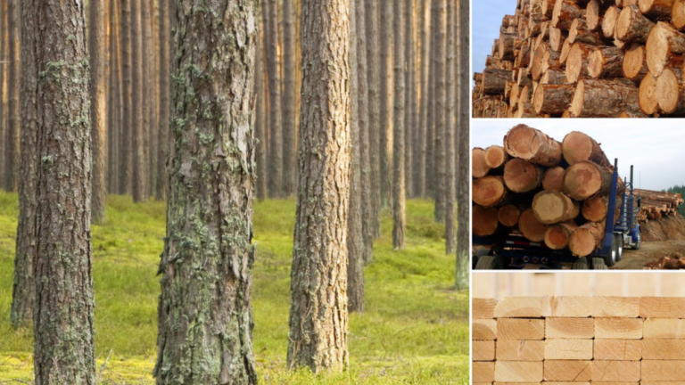 Wood Supply Market Trends in the US South