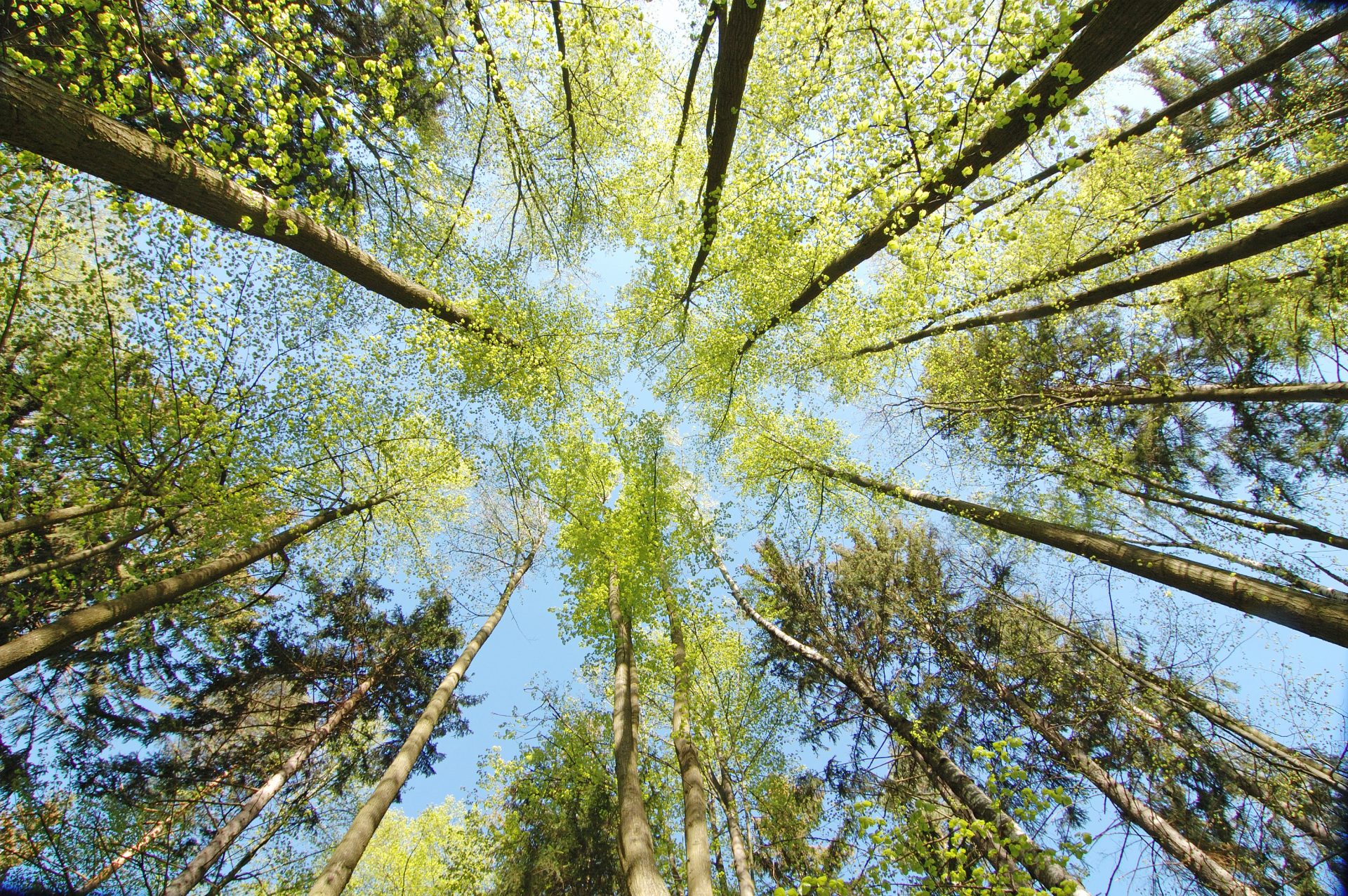 Trees in forest