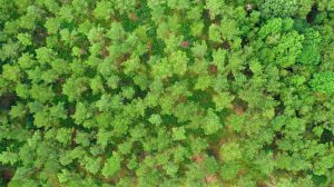 Working forests US South September 2019