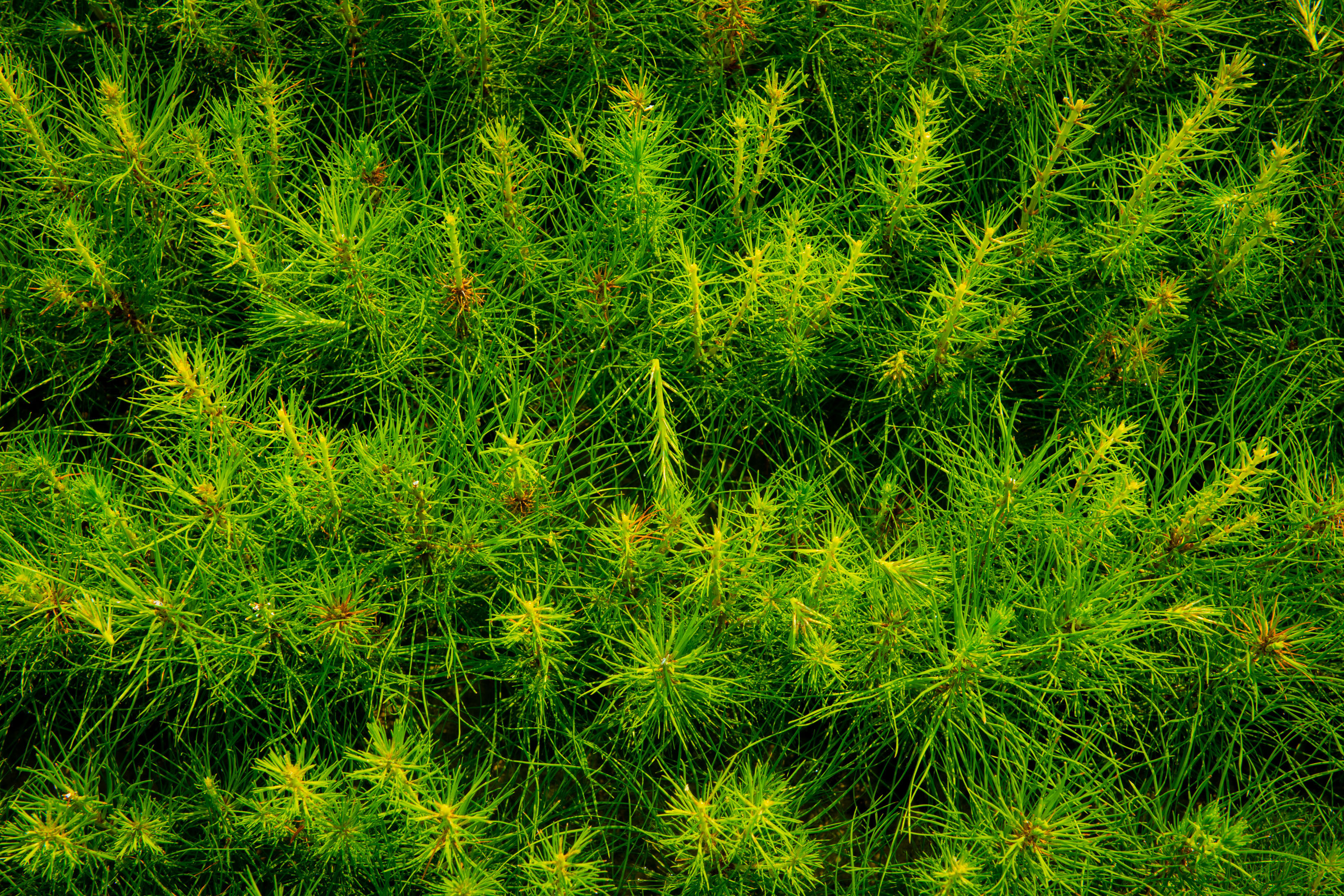 Pine saplings in Weyerhaeuser tree nursery, Hazlehurst, Mississippi