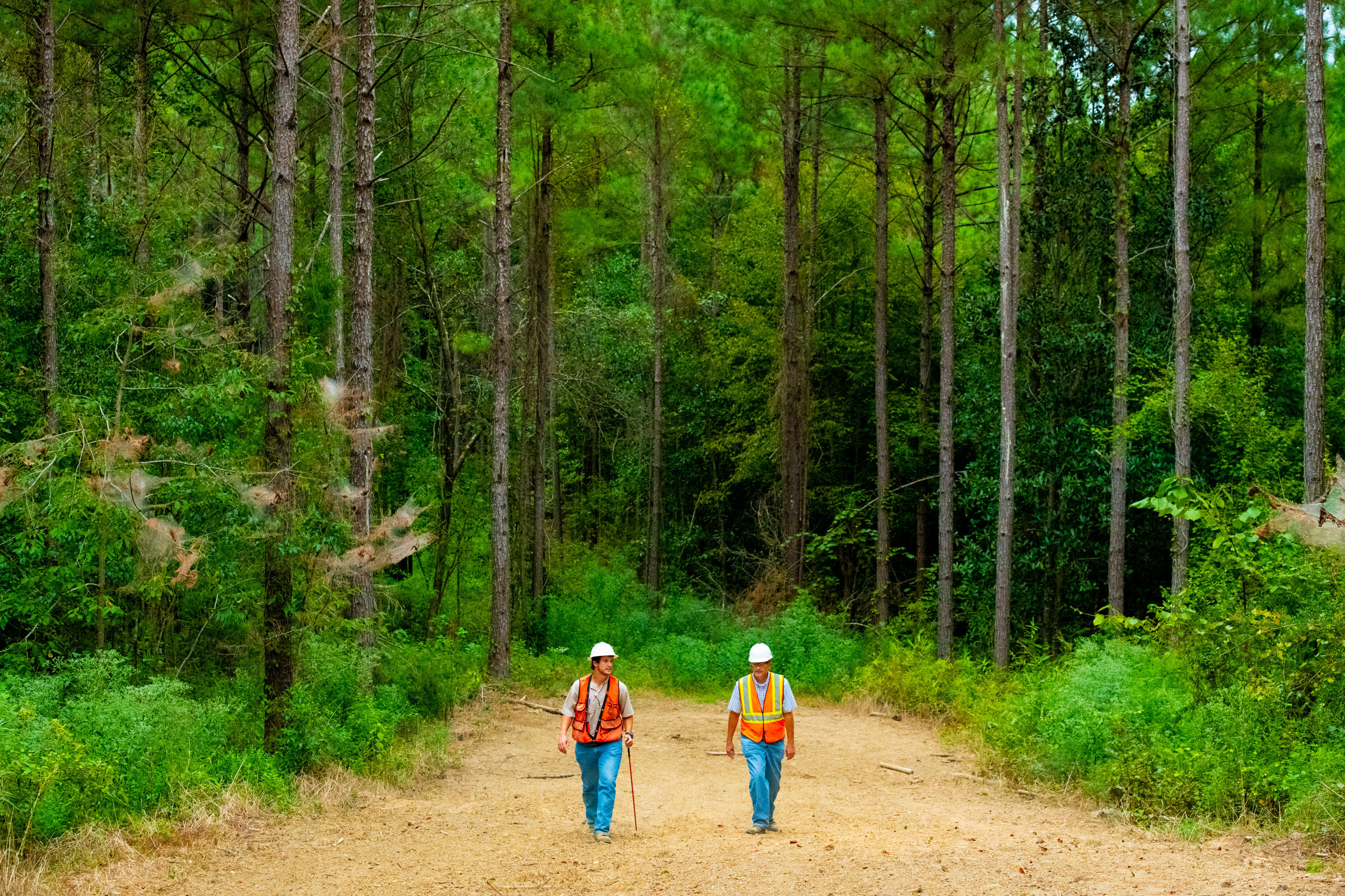 Foresters in working forest, Mississippi