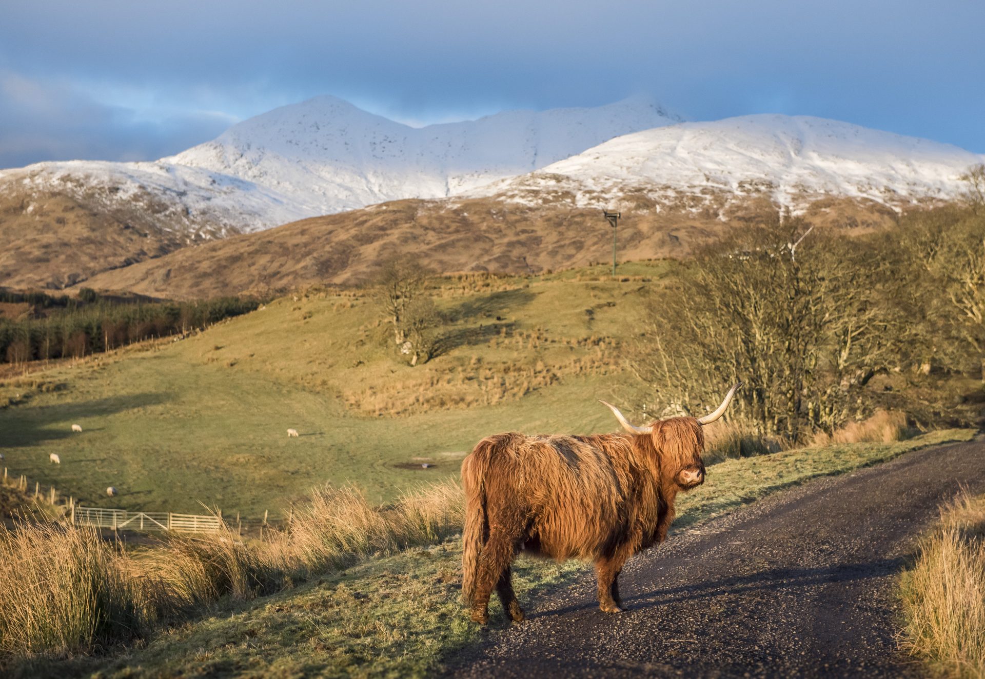 The Highlands around Ben Cruachan are rich with wildlife. Educational information on area’s flora and fauna can be explored at the Cruachan Power Station visitor centre.