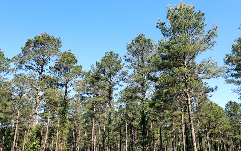 Working forest in southern Arkansas within the Morehouse catchment area