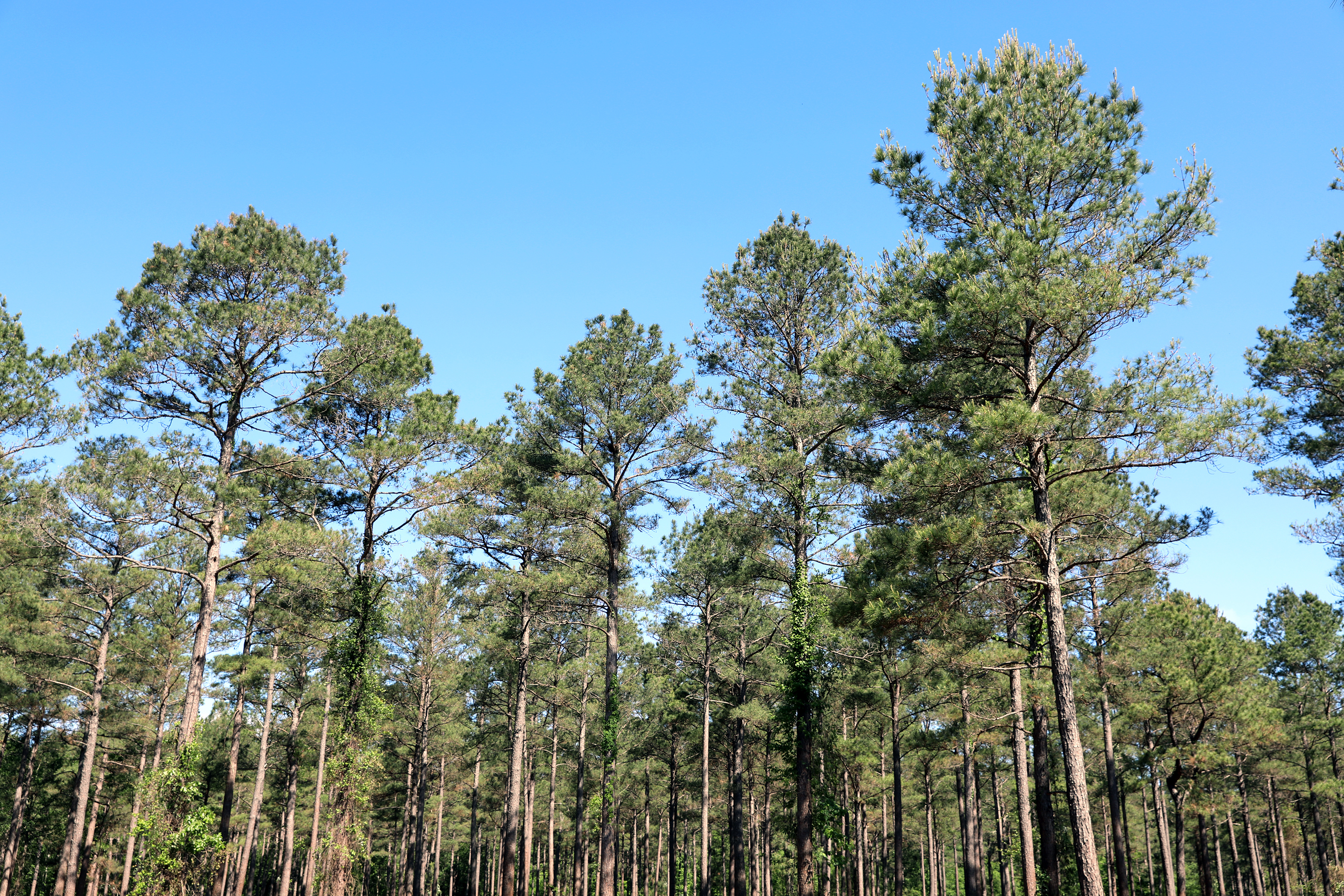 Working forest in southern Arkansas within the Morehouse catchment area