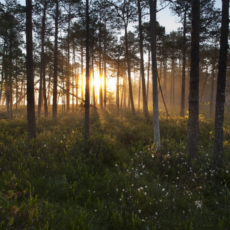 Sunrise through forest in Estonia