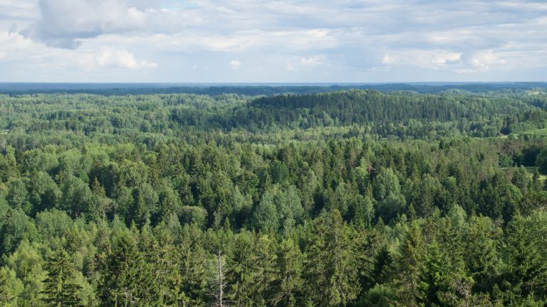 View from Suur Munamagi over forest landscape in South Estonia.