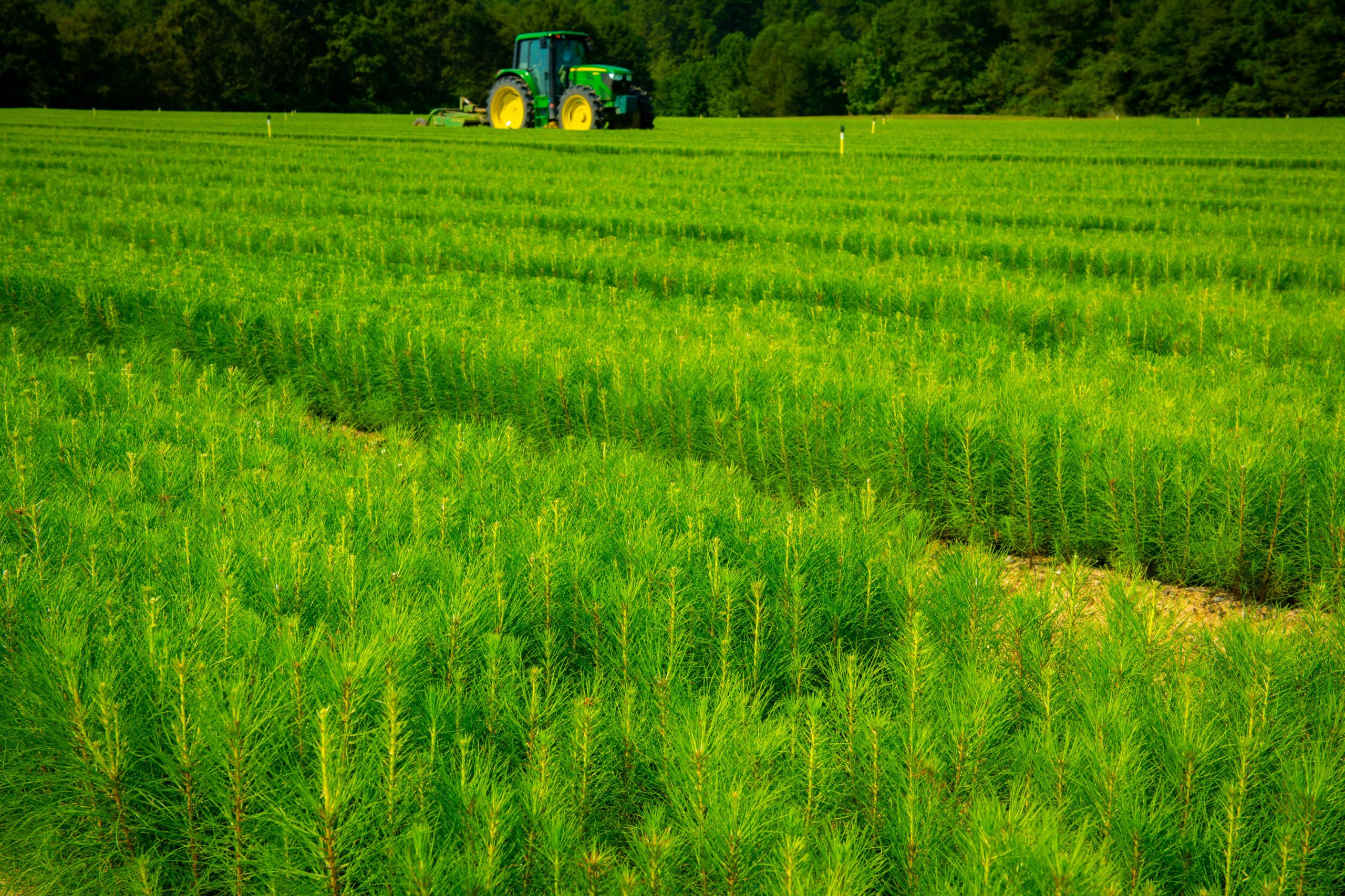 Pine trees grown for planting in the forests of the US South where more carbon is stored and more wood inventory is grown each year than fibre is extracted for wood products such as biomass pellets