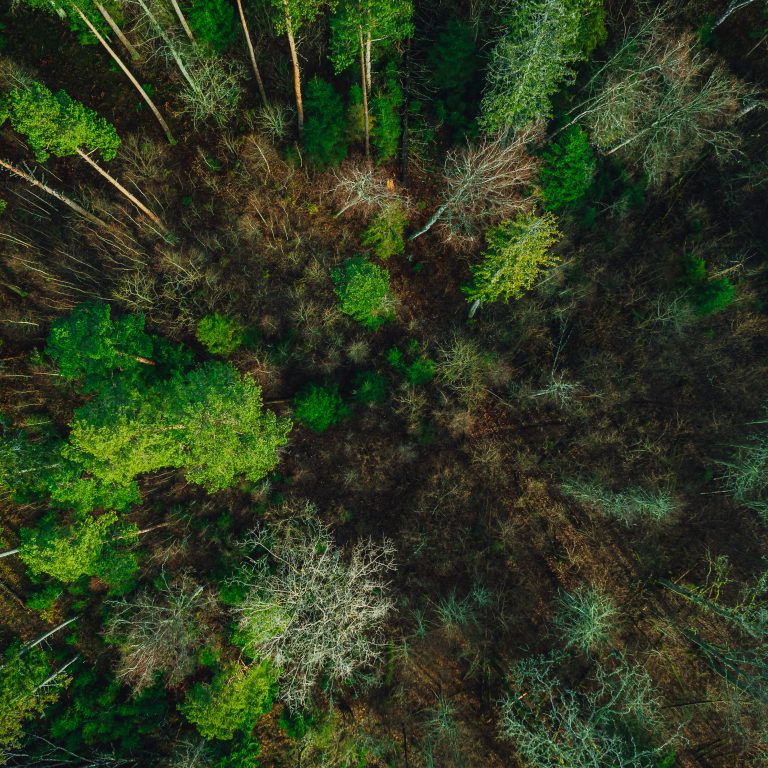 Pine forest in Latvia