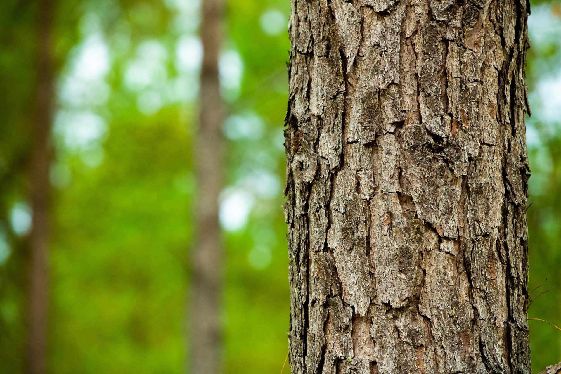 Pine trees in Mississippi working forest