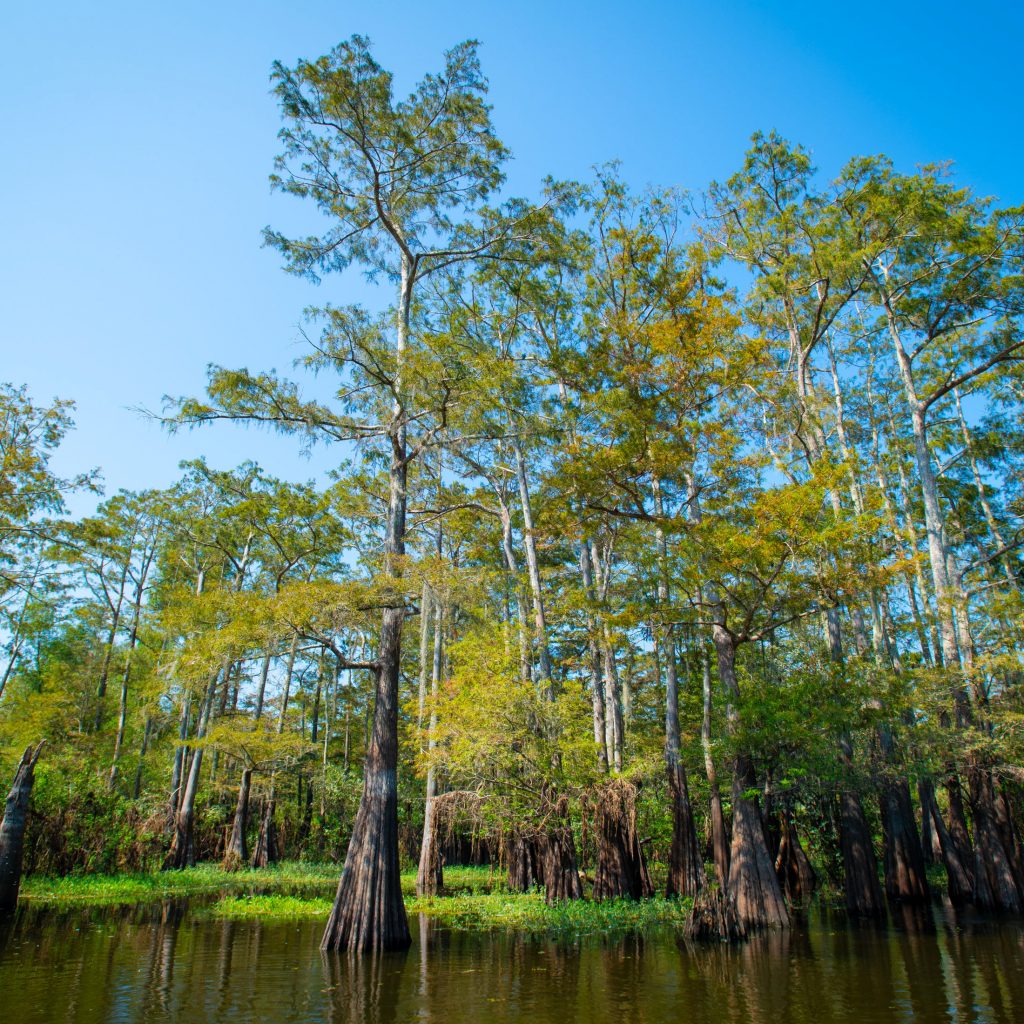 Atchafalaya Basin158 Drax