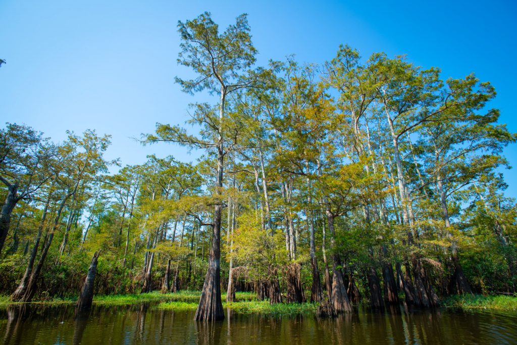 Cypress forests in the Atchafalaya Basin in Louisiana are an example of a forest landscape where the suitable management practice is protection, preservation and monitoring