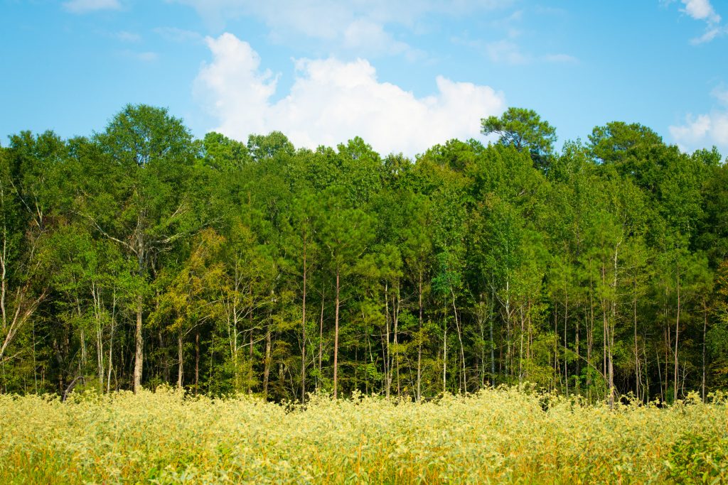 Forest in LaSalle catchment area