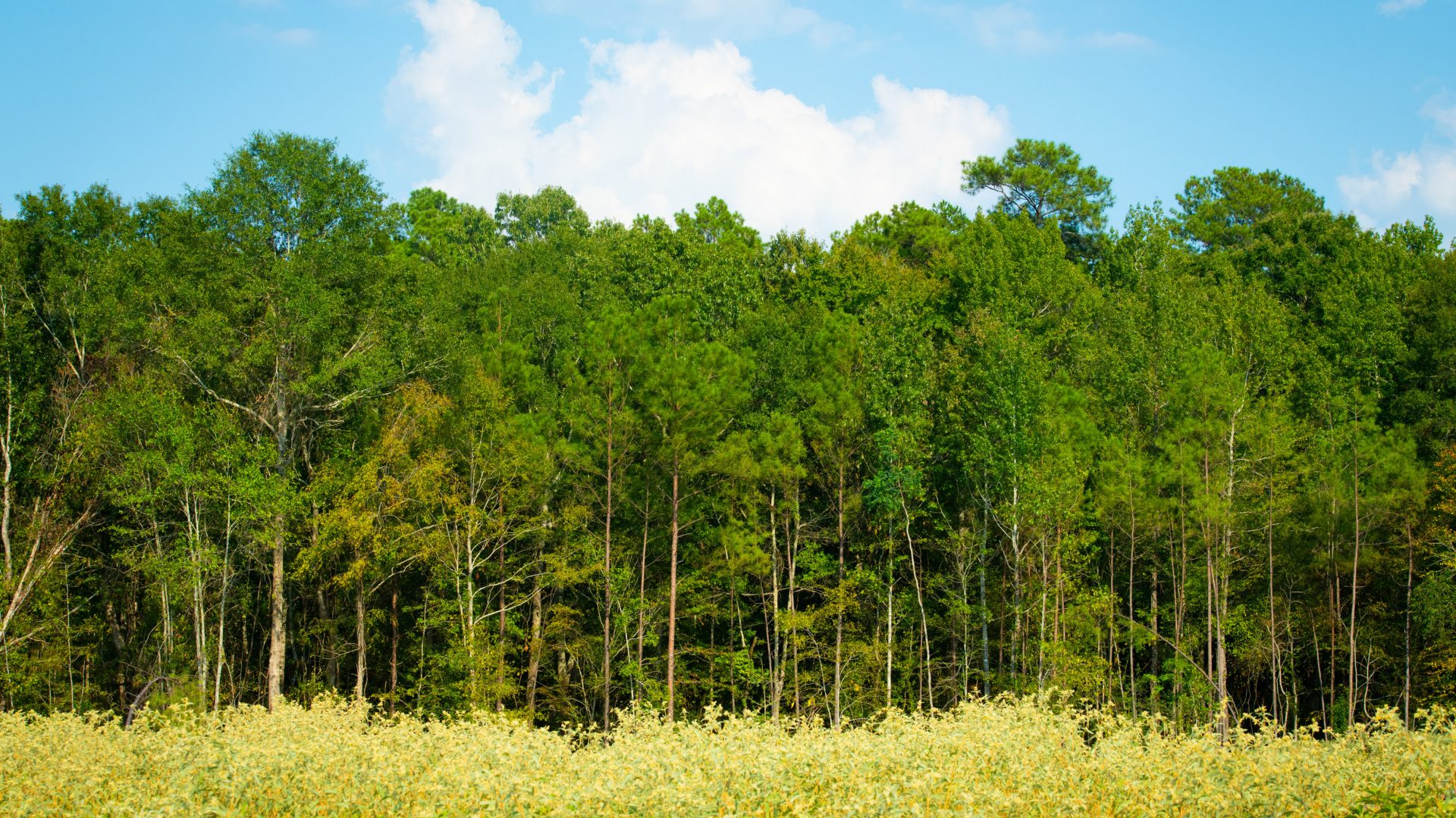 Forest in LaSalle catchment area